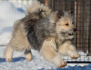 A Surgut dog named Volt gives his fur and warmth to soldiers in a special military operation